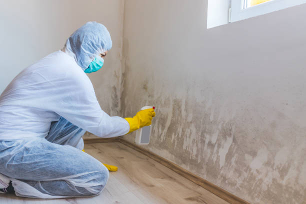 Licensed Mold Inspection service in Winter Garden, FL - WQB Mold Removal