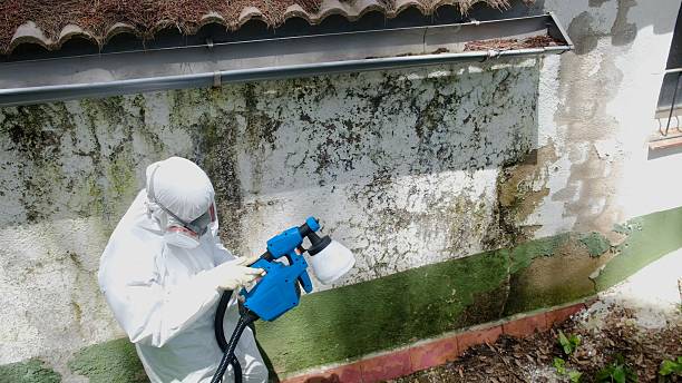 Top rated local Mold Inspection specialists in Winter Garden, FL